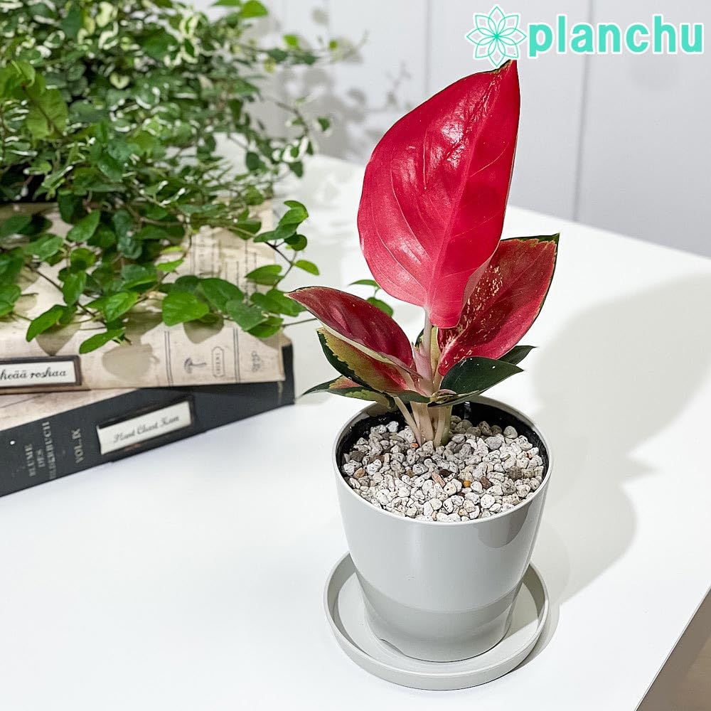 Amazon|PLANCHU 観葉植物 アグラオネマ タイランドレッド 3.5号鉢 Amazon|PLANCHU 観葉植物 アグラオネマ タイランドレッド 3.5号鉢